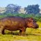 Hippopotame des Virungas .fg