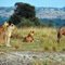Lions près de Rwindi .fg