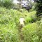 Jungle Walk