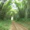 Bamboo Highway