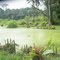 Wasserlandschaft im Urwald