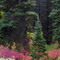 Autumn in Big Canyon. Portneuf Mountain Range