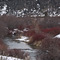 Portneuf River. Red osier dogwood in late winter
