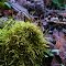 Moss
