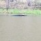 Whitetail Pond