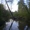 creek swamp in oconee forest