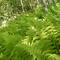 Ferns in the Shade