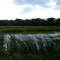 Windy wetland at approach of a summer storm at Bremer Sanctuary