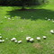 A Mushroom "Stonehenge"