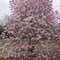 A Japanese Magnolia tree in Full Bloom!