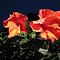 Red Hibiscus...( Night shot)    summer 2012