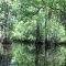 Ogeechee River Swamp