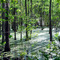 Gator Swamp