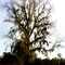 Tree in Richmond Hill