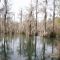 Cypress Springs