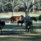Cows on the Farm