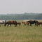 All the pretty horses!