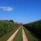 Cornfield