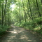 Wildcat Creek Rd