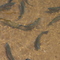 Mark of the Potter Trout