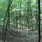 Pickett's Mill Civil War Battlefield
