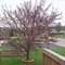 Beautiful Tree