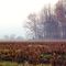 Barn in Autumn Fog