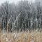 Snow on Tall Grass Praire