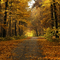 Fall Drive Through Funks Grove