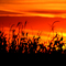 Cornfield near I-55 / McLean IL
