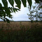 From one wooded grove (across a cornfield) to another