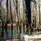 Swamp Country