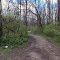 To the Pines