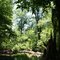 Uchee Creek Jungle