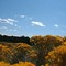 Yellow Hue's Ellsworth Nv.