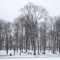 Arcola Forest