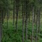 Wareham forest