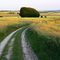 Byway to Aldbourne, west of Baydon July 2009