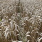 Wheat field on the Ridgeway
