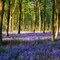 Beech trees and bluebells in Cobham Frith
