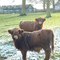 Highland Cattle....in Wiltshire!