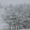 Snowfall