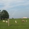 Cattle north of Smithton