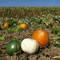 Pumkin Patch
