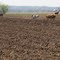 Plowing the Fields the Old Fashioned Way