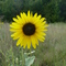 Sunflower at Lone Elm Park