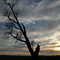 Tree and Sunset