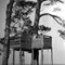 Tree House From Long Ago/ The 1950's/ Grade School Days