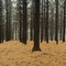 Rock Springs Pine Forest