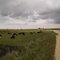 Cows